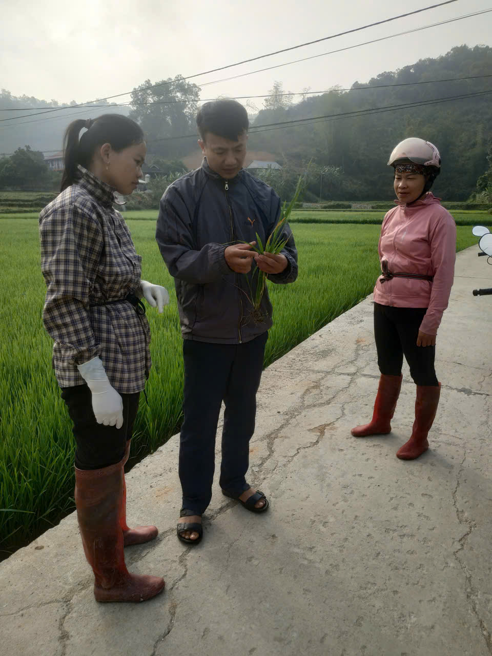 Trung tâm Dịch vụ tổng hợp kiểm tra tình hình sinh trưởng, phát triển và hướng dẫn người dân chăm sóc phòng trừ sâu bệnh hại trên cây lúa vụ Đông – Xuân 2025 - 2026