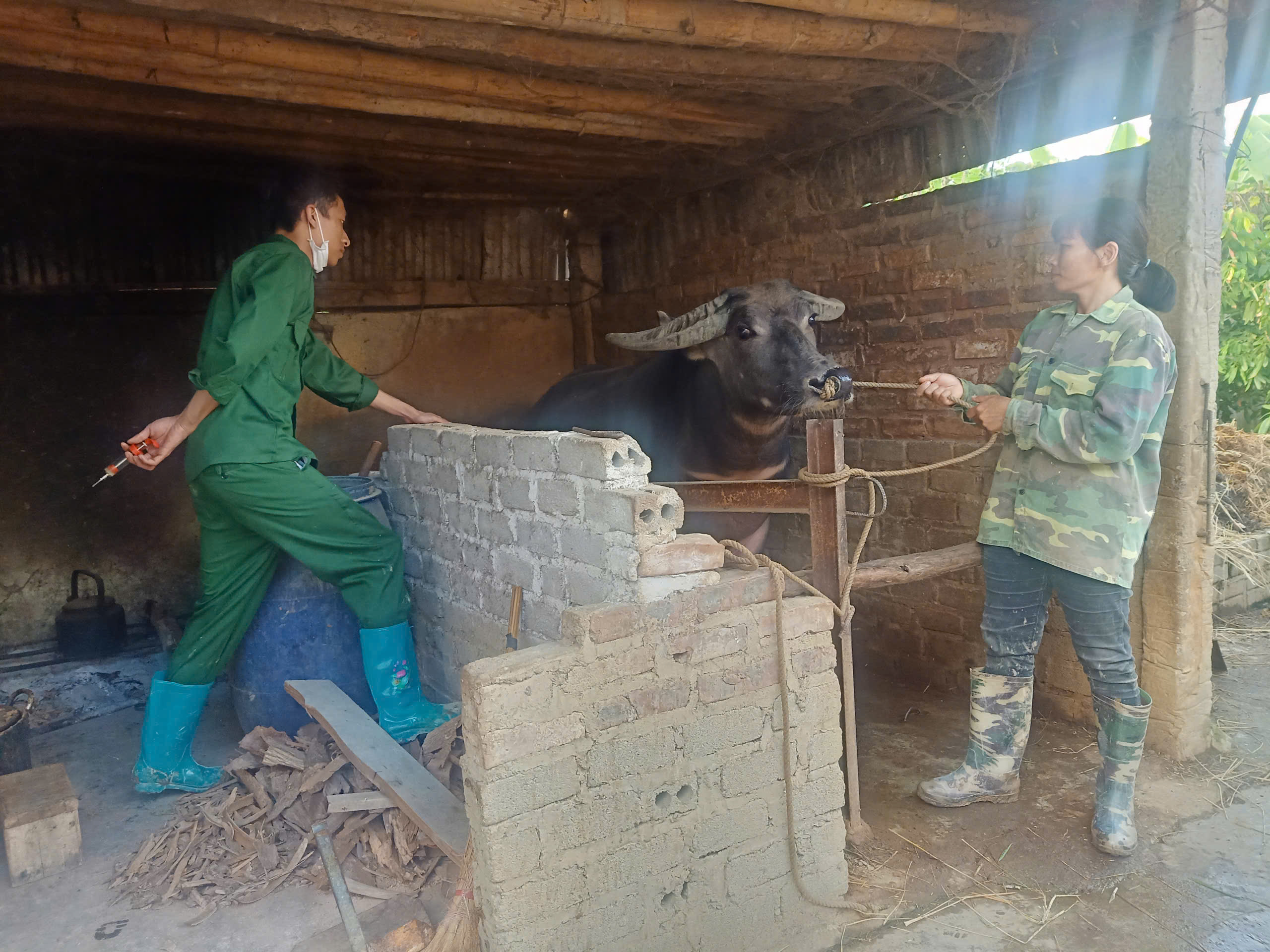 Xã Sam Mứn tổ chức, triển khai tiêm các loại vắc xin phòng bệnh cho đàn gia súc, gia cầm từ nguồn vốn hỗ trợ nông nghiệp của tỉnh đợt 1 năm 2026