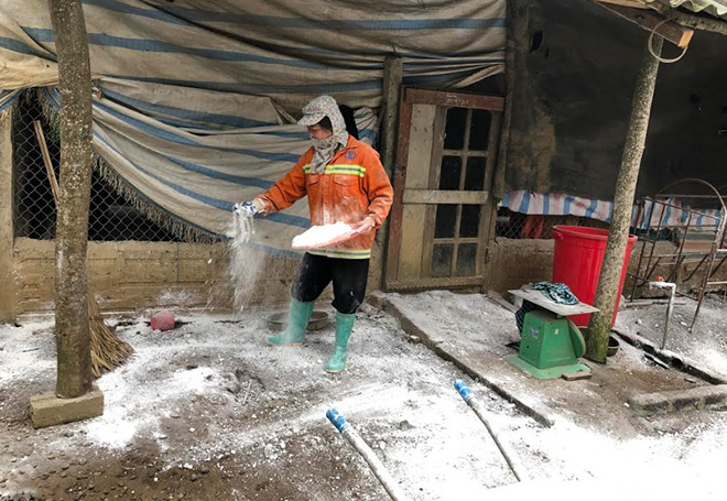 Phòng, chống dịch tả lợn châu Phi trong mùa hè nắng nóng