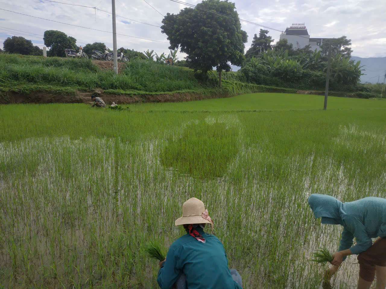 Trung tâm Dịch vụ tổng hợp xã Sam Mứn hướng dẫn người dân biện pháp chăm sóc và phòng trừ sâu bệnh hại trên cây lúa nước vụ mùa năm 2026