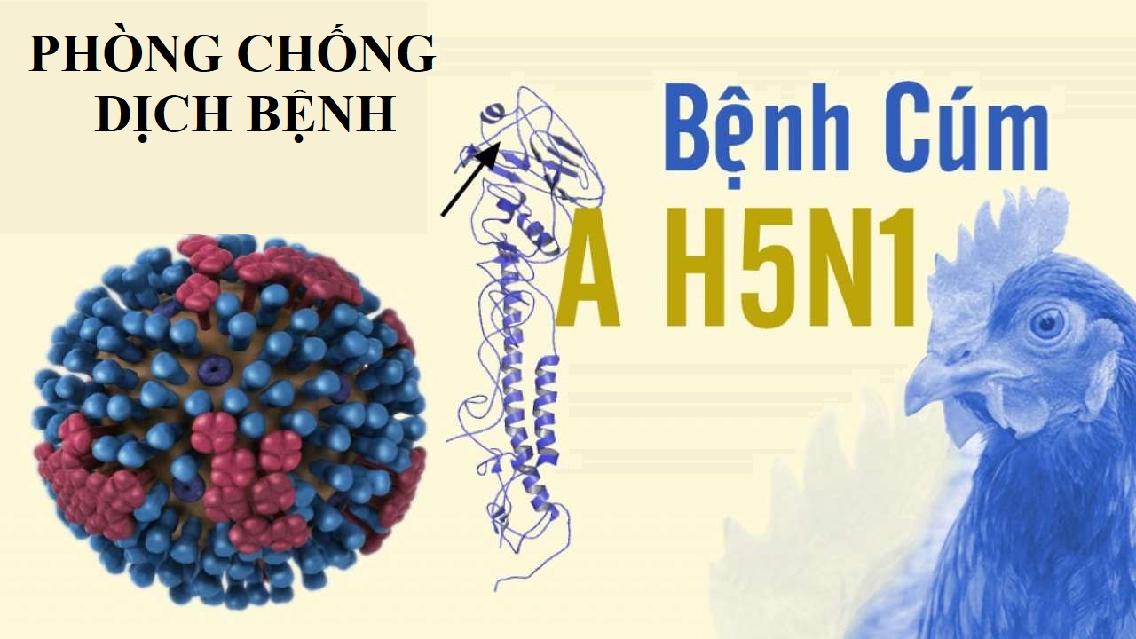Phòng, chống Cúm gia cầm H5N1 và nguy cơ lây sang người
