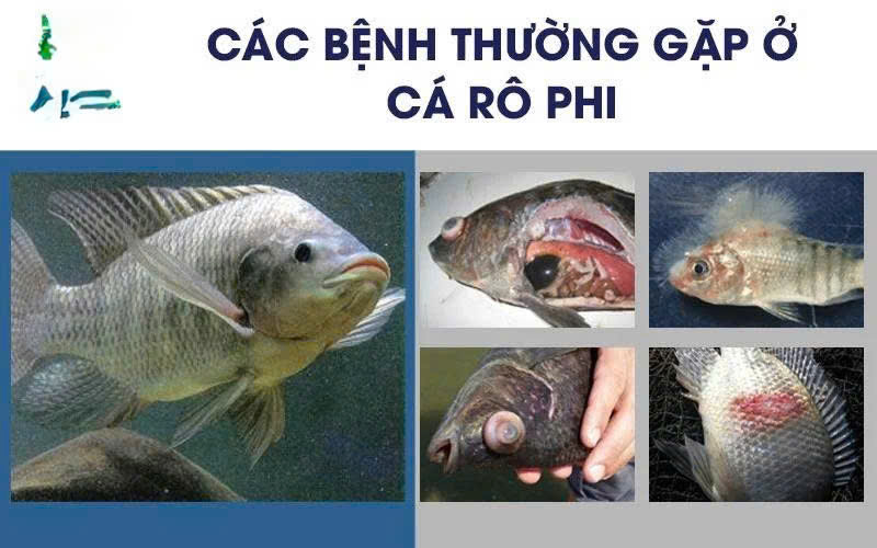 Hướng dẫn biện pháp phòng, chống một số bệnh nguy hiểm trên cá rô phi