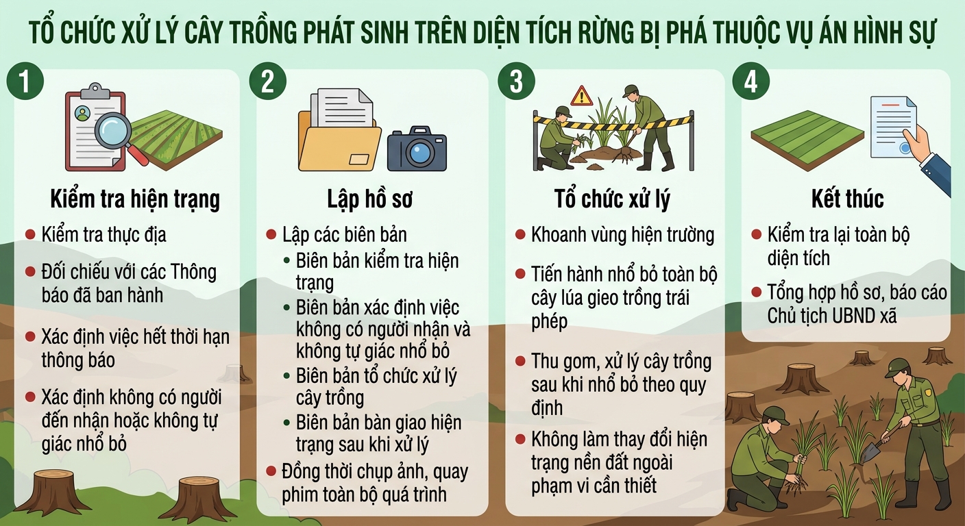 Tổ chức xử lý cây trồng phát sinh trên diện tích rừng bị phá thuộc vụ án hình sự