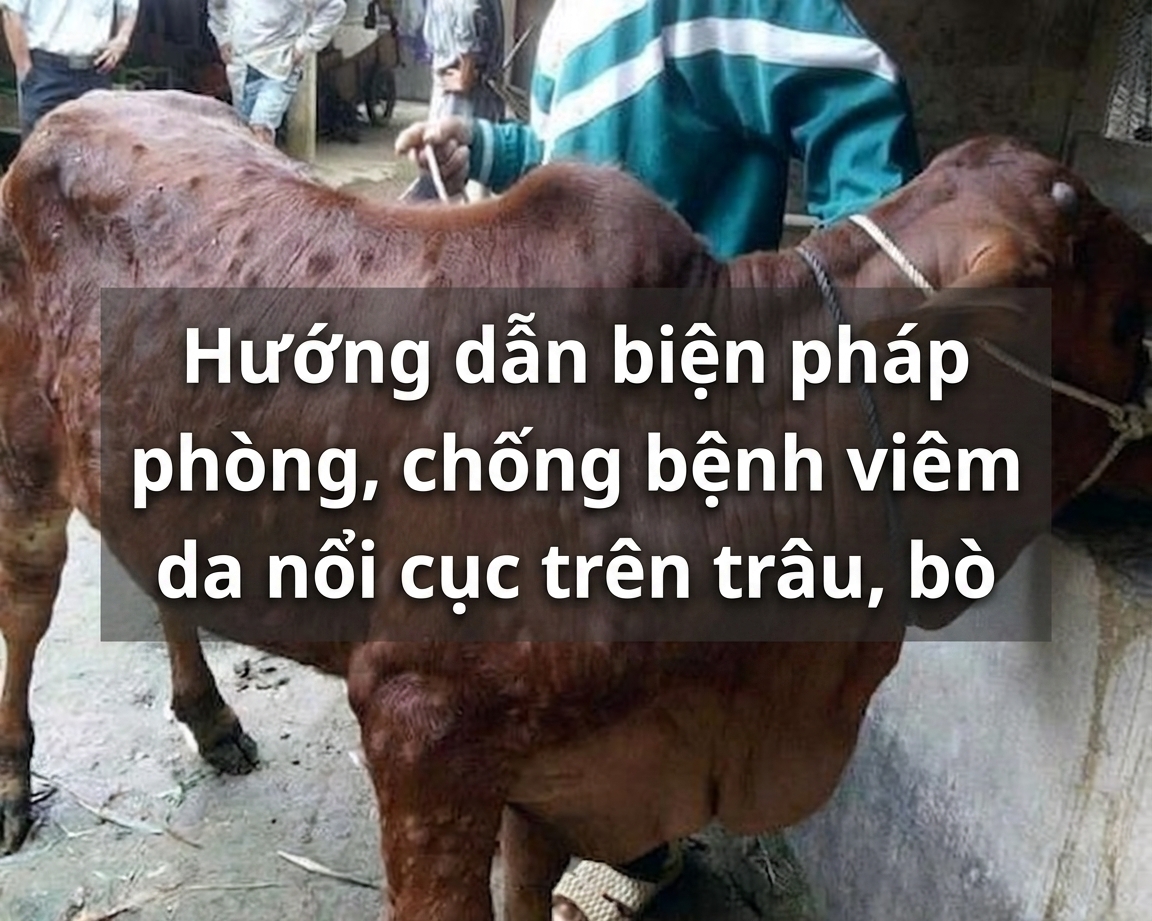 Hướng dẫn biện pháp phòng, chống bệnh viêm da nổi cục trên trâu, bò