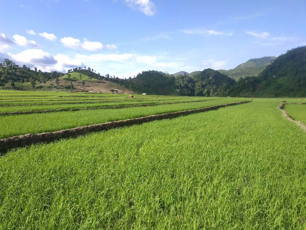 Trung tâm Dịch vụ tổng hợp hướng dẫn người dân chăm sóc phòng trừ sâu bệnh hại trên cây lúa vụ mùa tại các bản: Na Ư, Hua Thanh, Na Láy, Con Cang, Ca Hâu