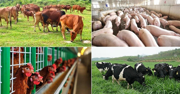 Hướng dẫn lập tài khoản đăng nhập hệ thống cơ sở dữ liệu quốc gia về chăn nuôi và thực hiện kê khai hoạt động chăn nuôi