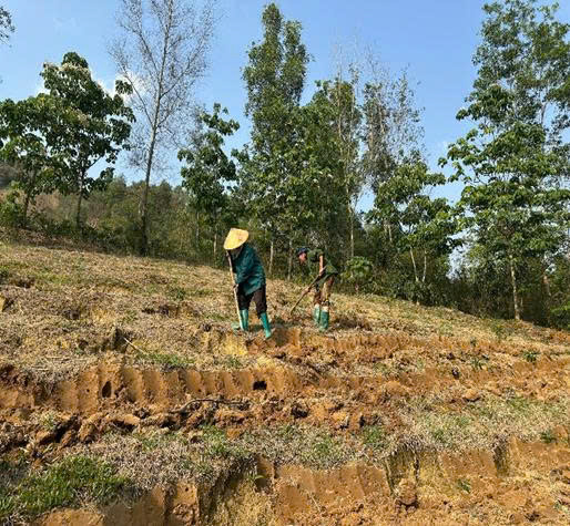 Hướng dẫn kỹ thuật trồng cây cà phê