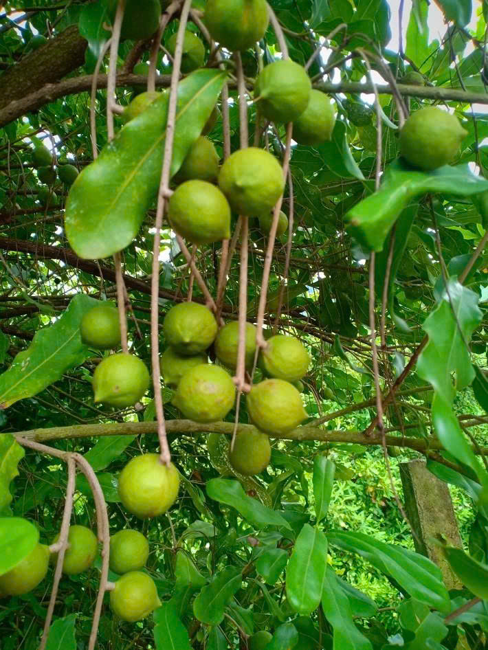 Kế hoạch tổ chức trồng mới cây cà phê, mắc ca và thử nghiệm mô hình phát triển kinh tế không gian tầm thấp năm 2026 trên địa bàn xã Sam Mứn